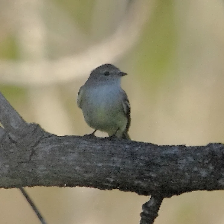 Southern Scrub Flycatcher