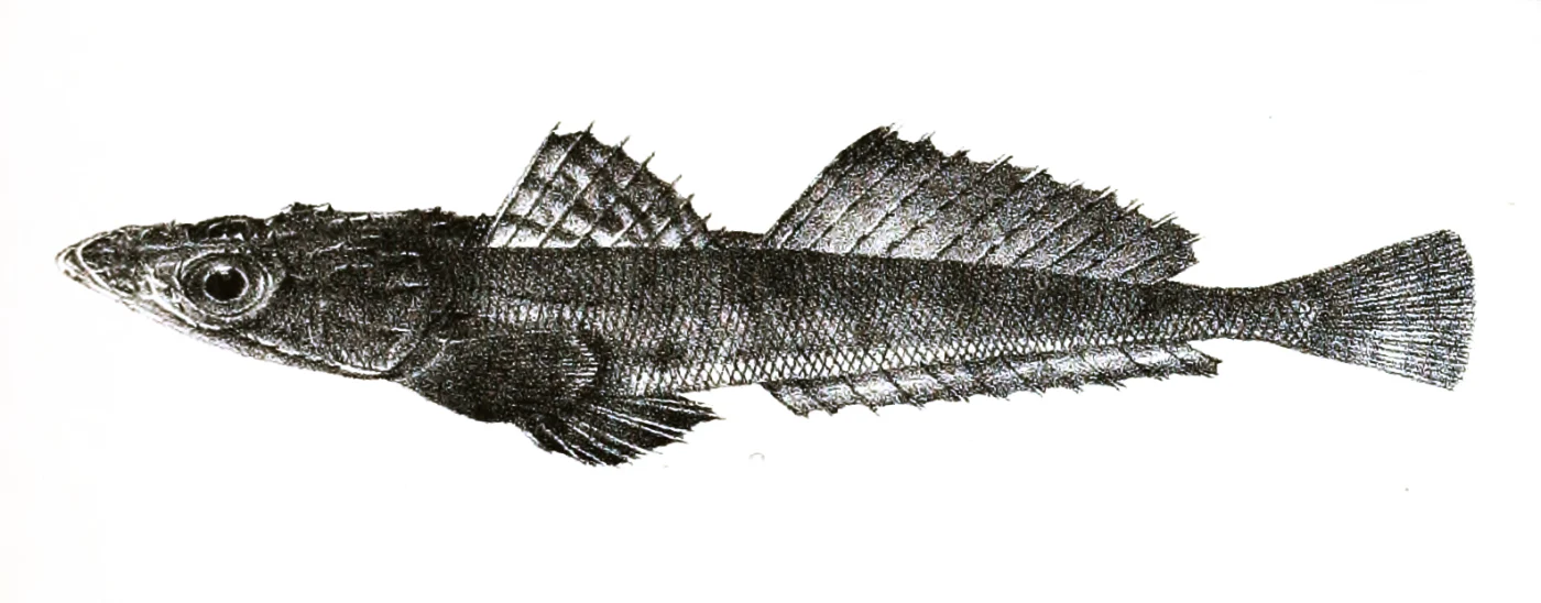 Suggrundus macracanthus