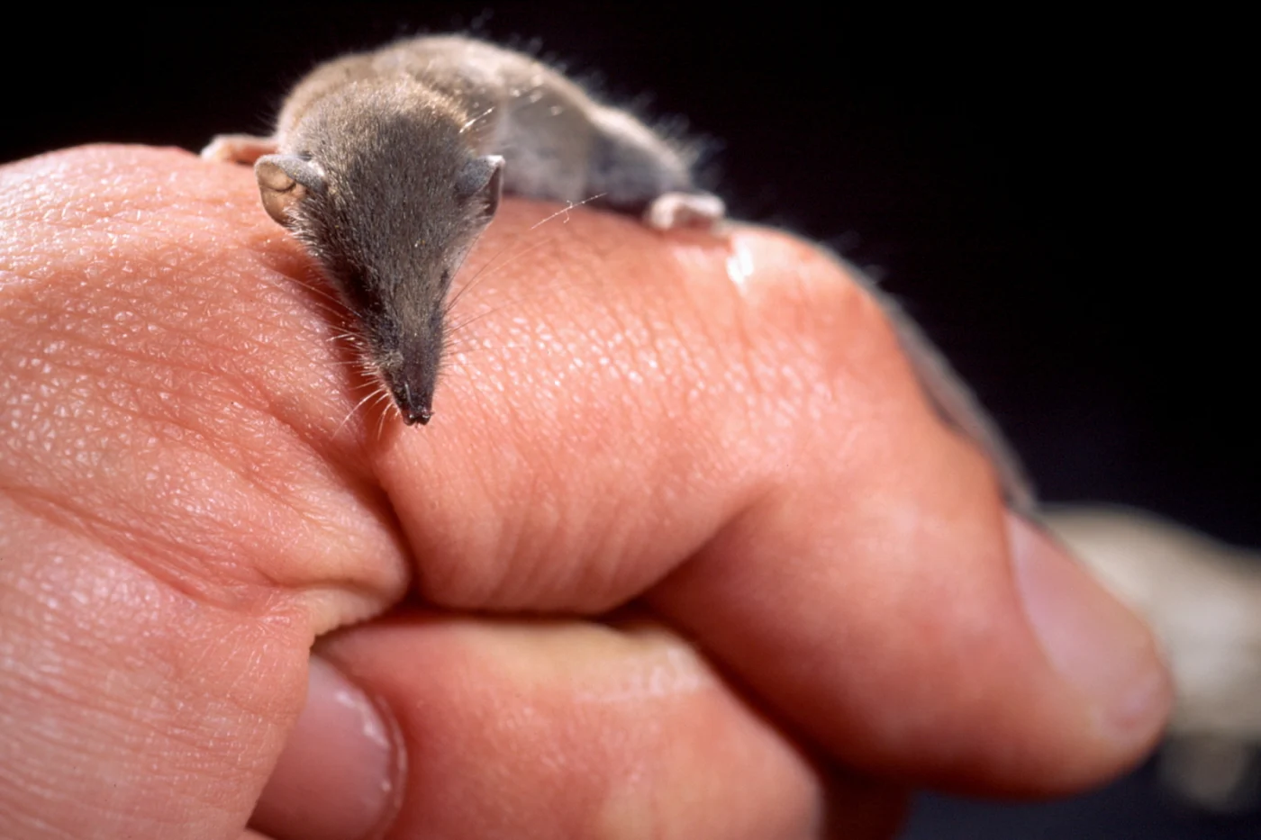 Common Dwarf Shrew