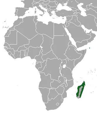 Madagascan Pgymy Shrew