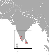 Asian Highland Shrew