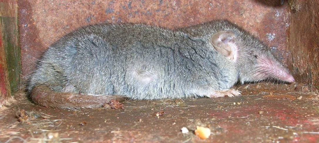 Asian House Shrew