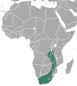 Lesser Dwarf Shrew