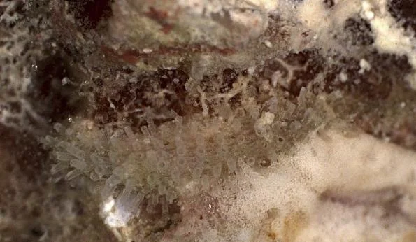 Supercytis tubigera