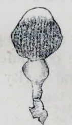 Sycozoa brevicauda