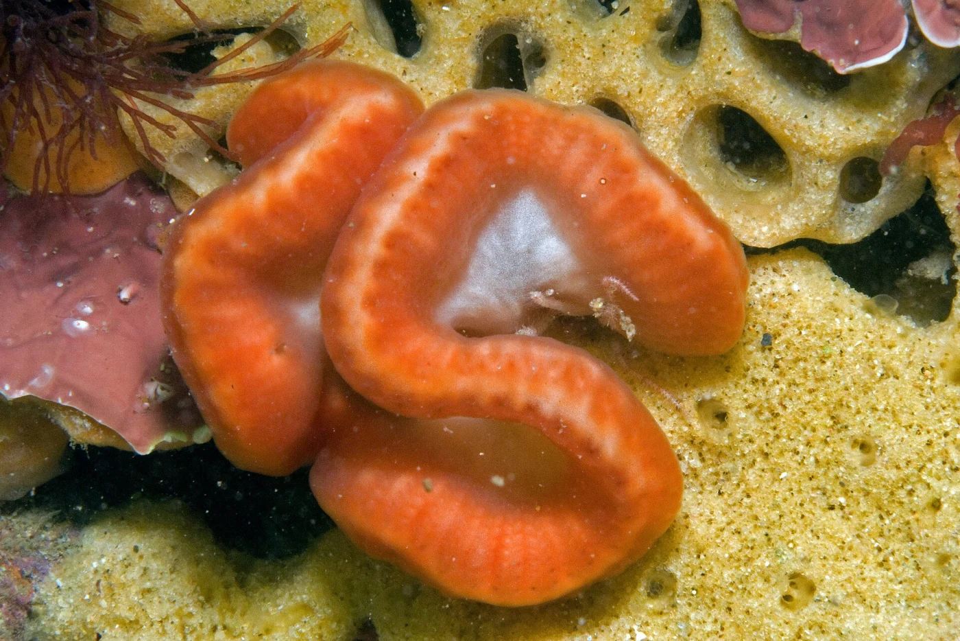 Sycozoa cerebriformis