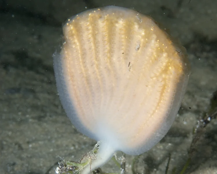 Sycozoa murrayi
