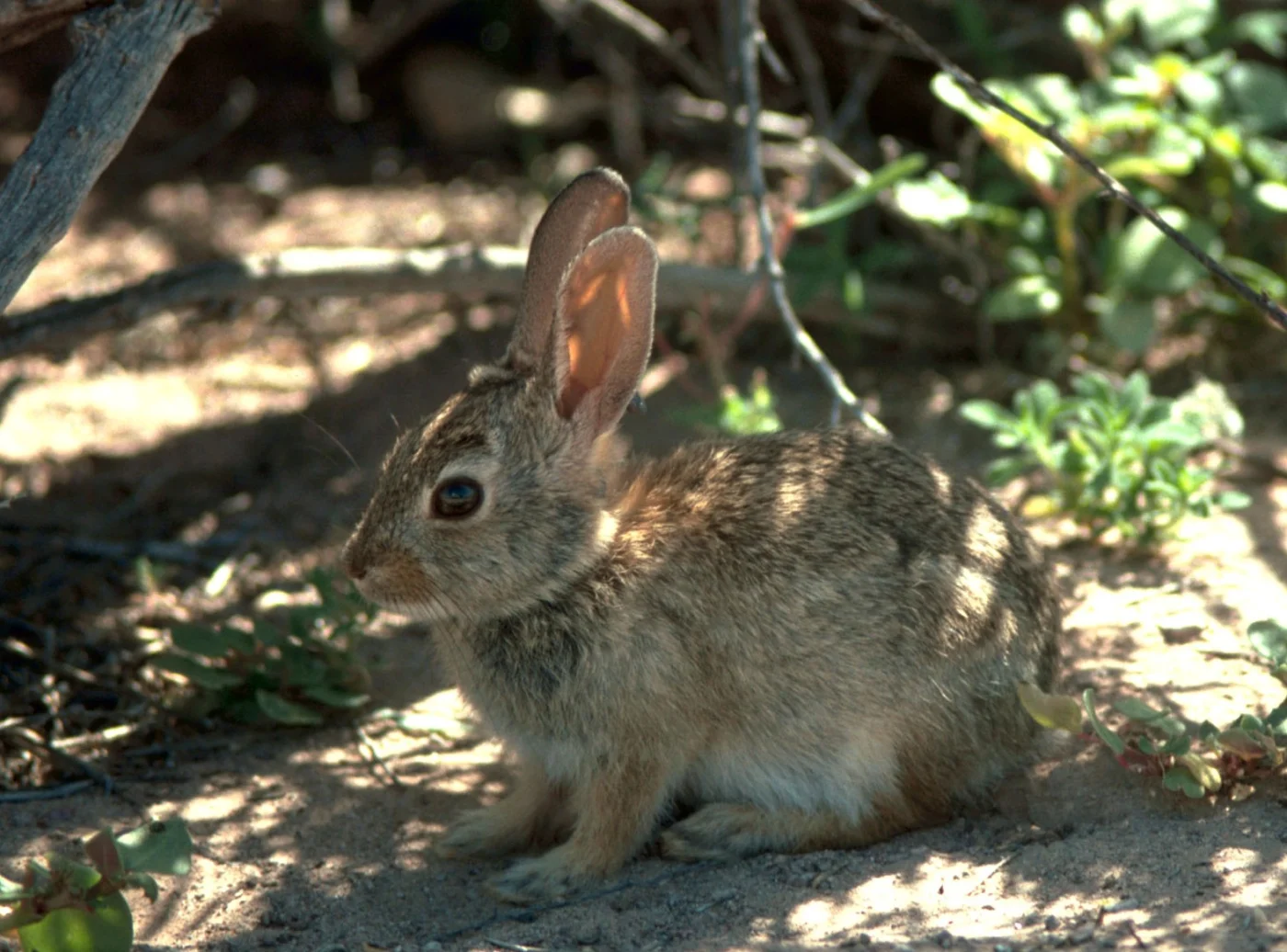 Audubon's Cottontail