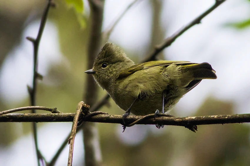 Yellow-browed Tit