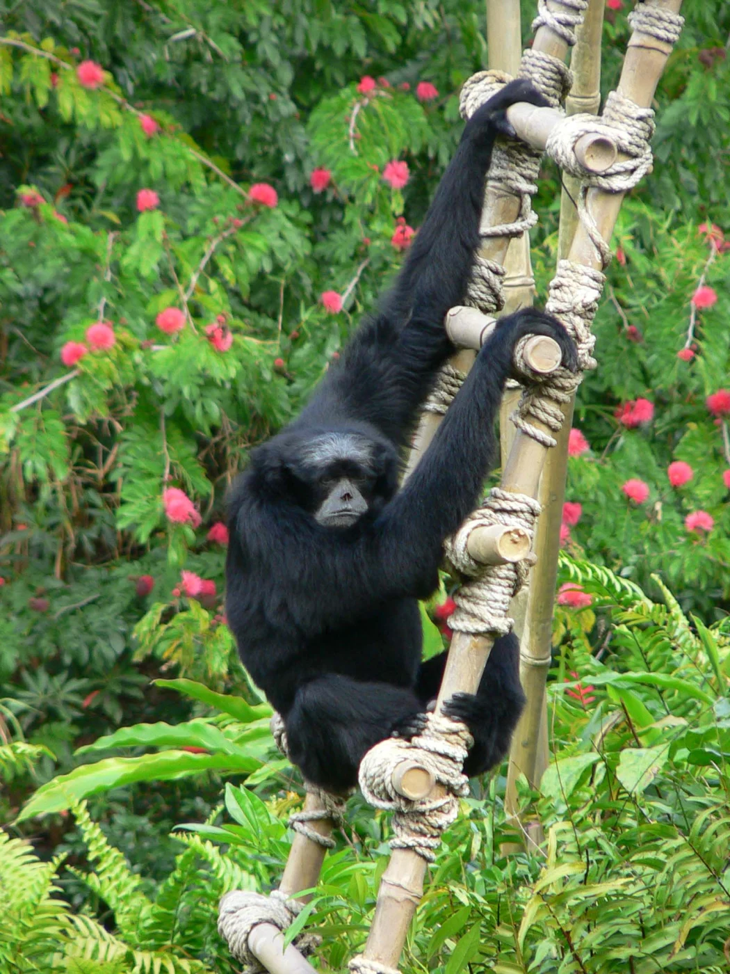 Siamang