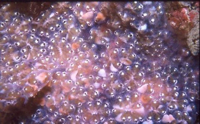 Symplegma teruakii