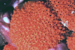Symplegma zebra