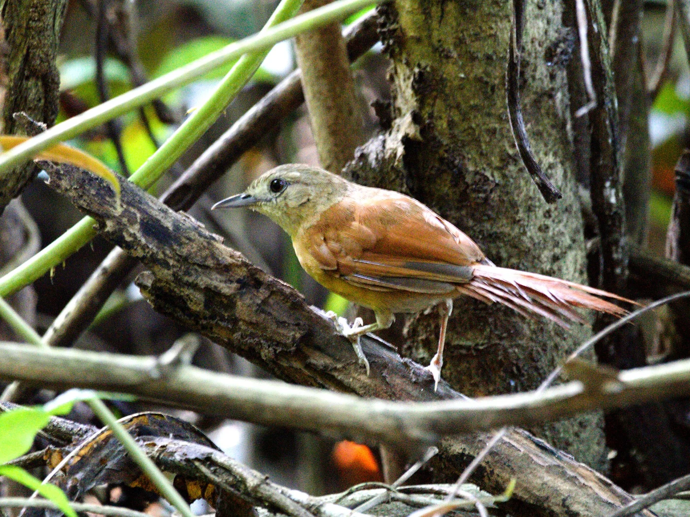 White-lored Spinetail
