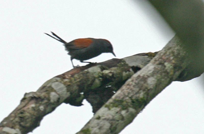 Slaty Spinetail