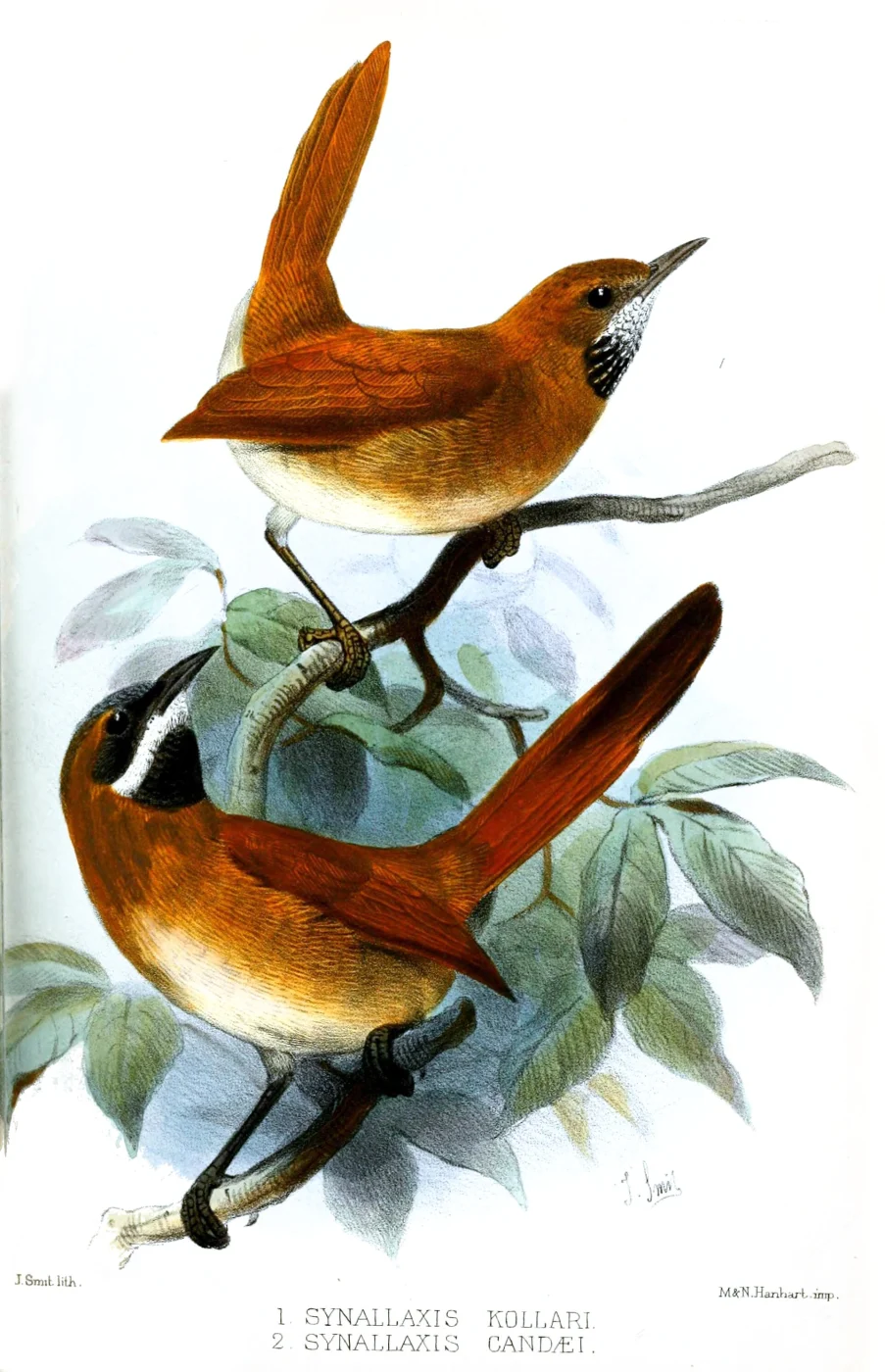 White-whiskered Spinetail