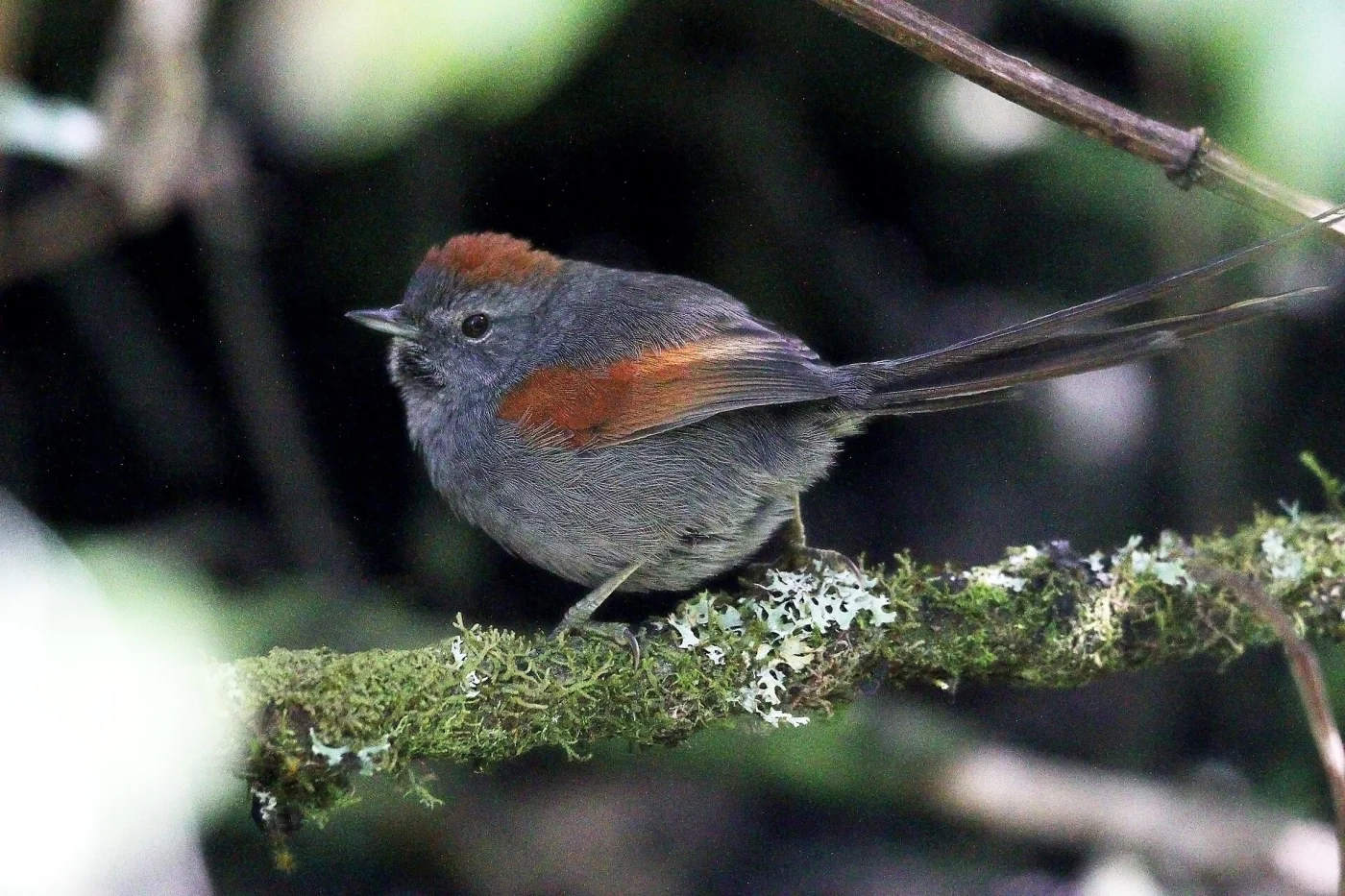 Apurimac Spinetail