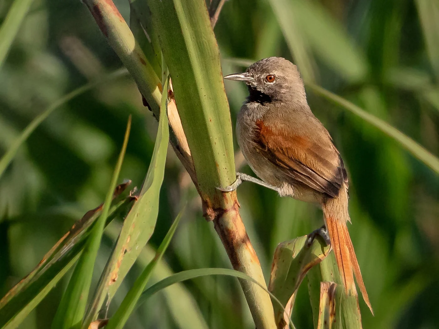 White-bellied Spinetail
