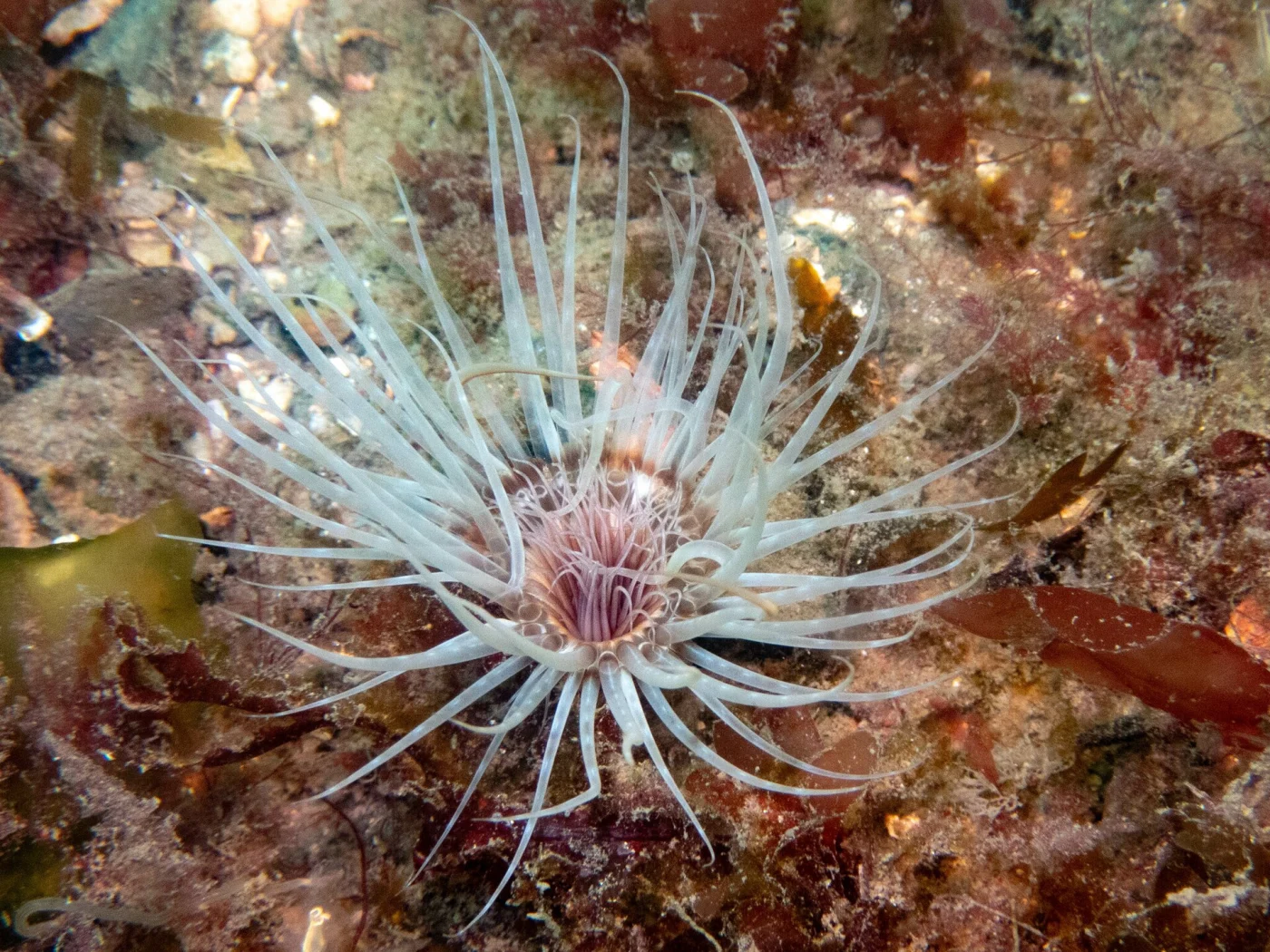 Synarachnactis africana