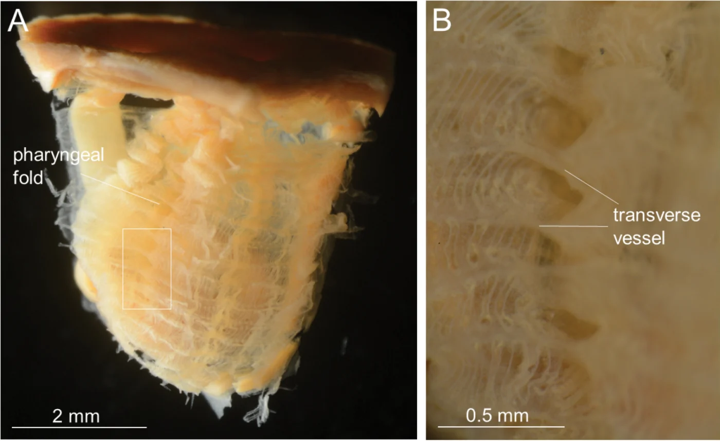 Syncarpa oviformis