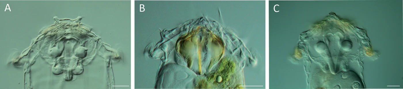 Synchaeta longipes