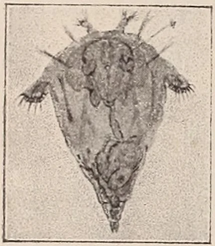 Synchaeta pectinata