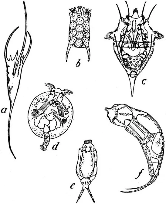 Synchaeta stylata