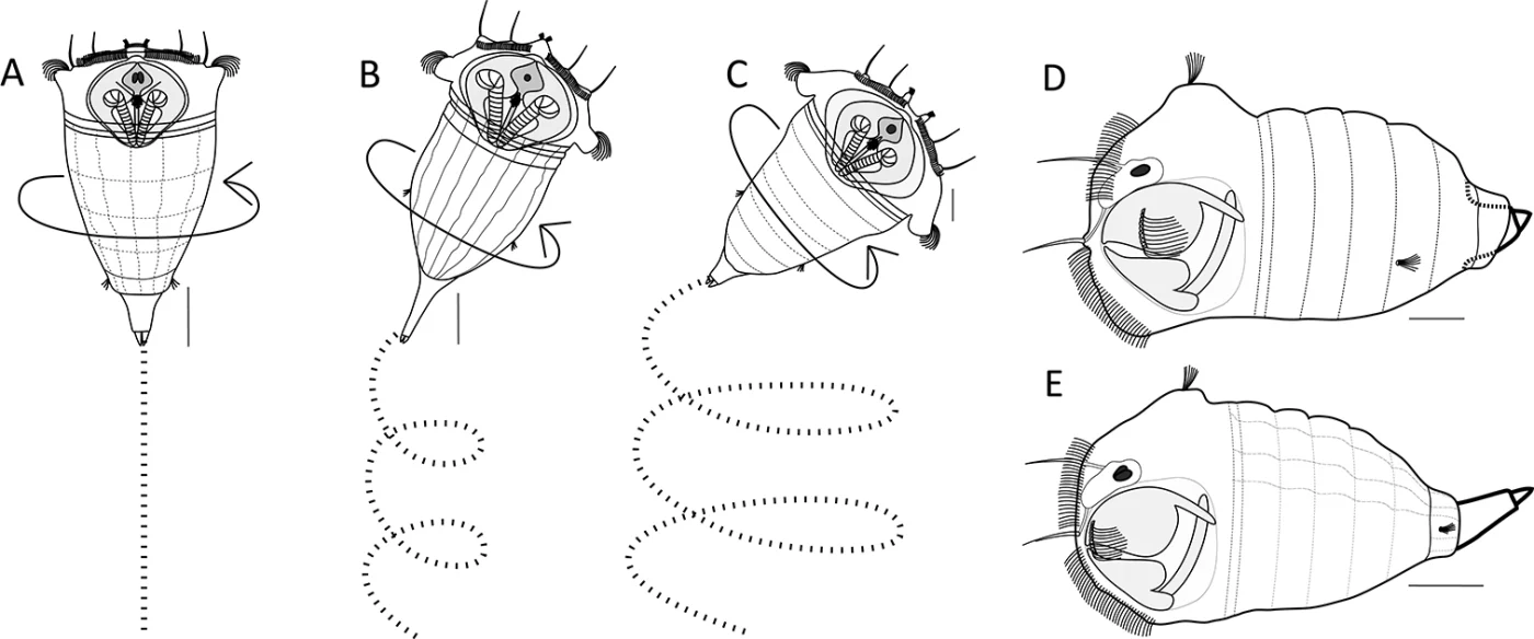 Synchaeta tremula