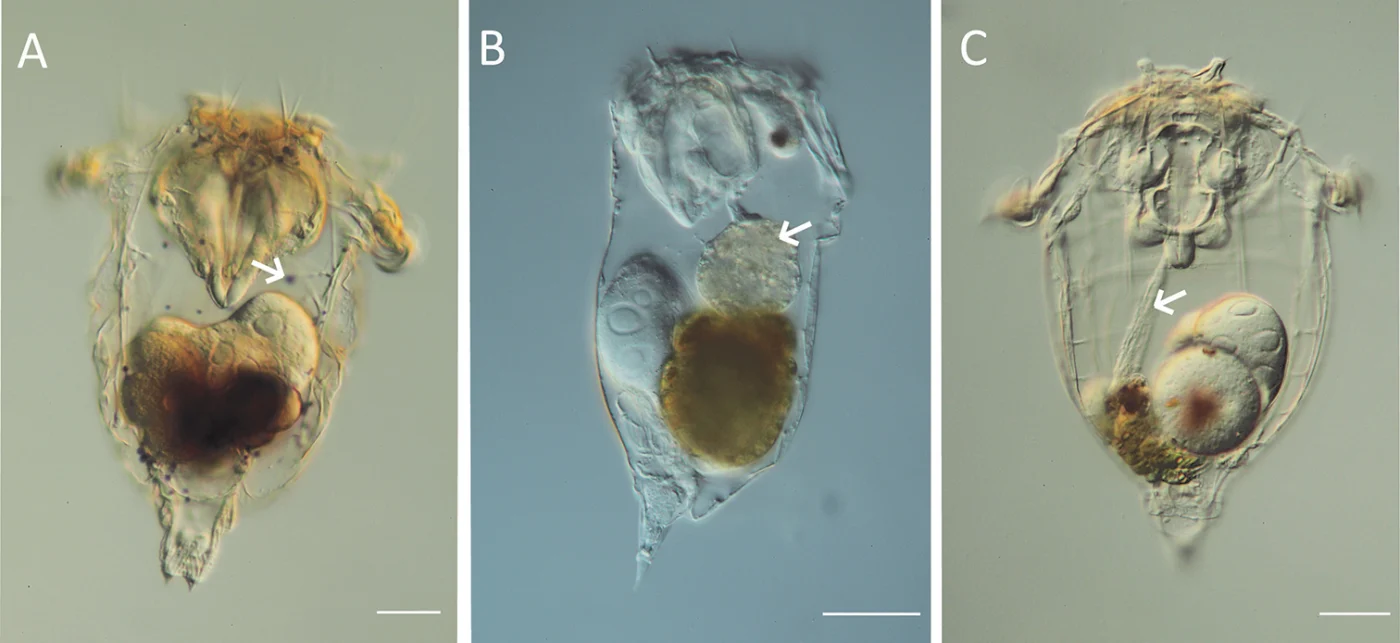Synchaeta tremuloida