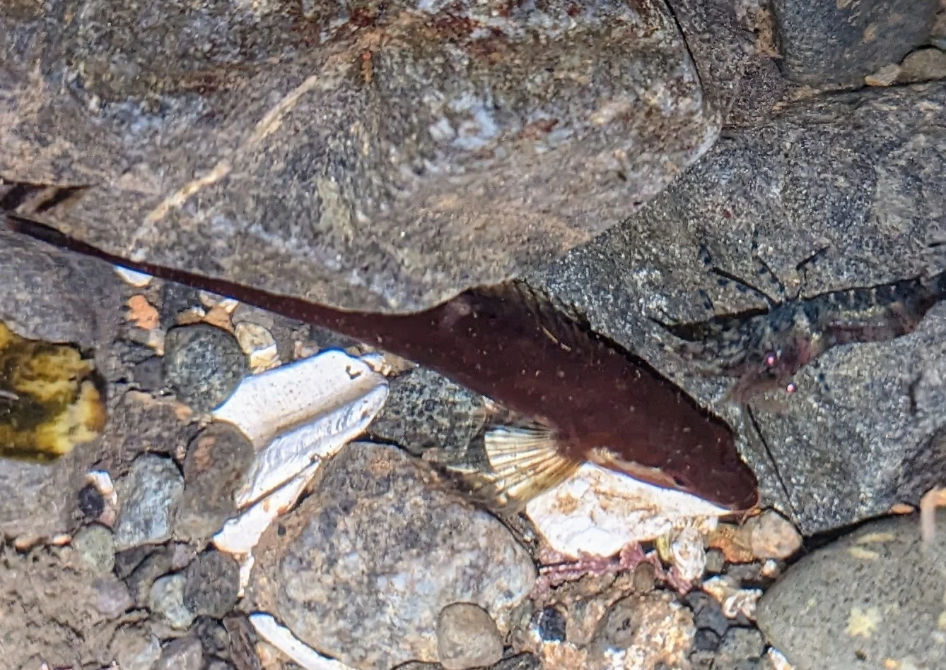 manacled sculpin