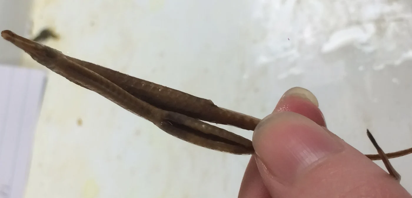 Texas pipefish