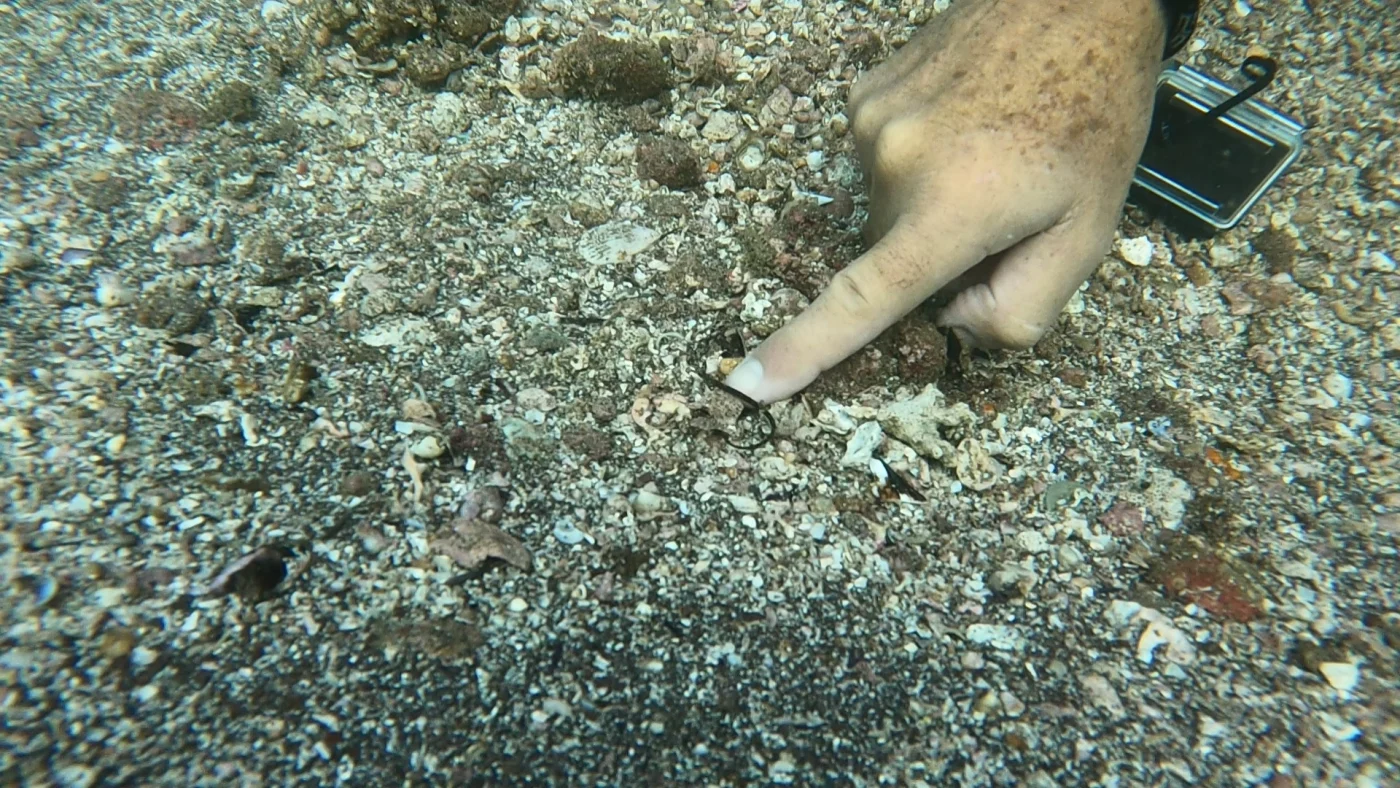 barred pipefish
