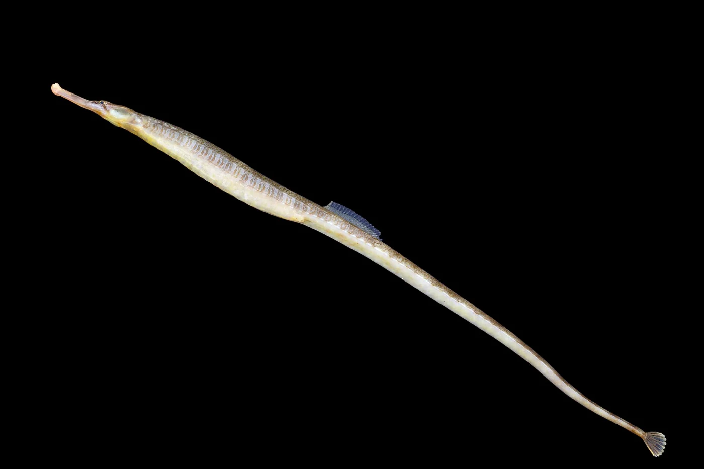 Thickly Snouted Pipefish