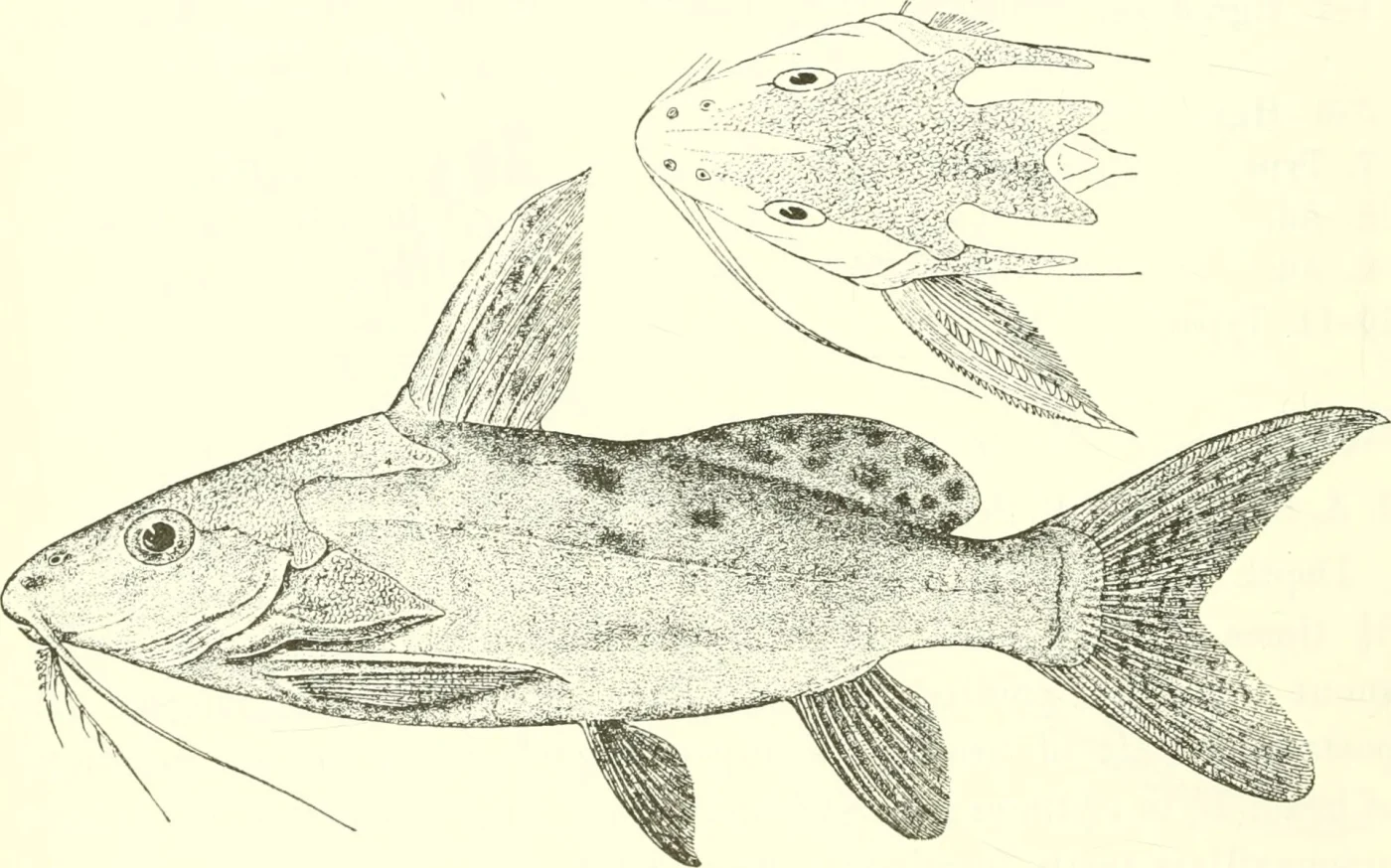 black synodontis