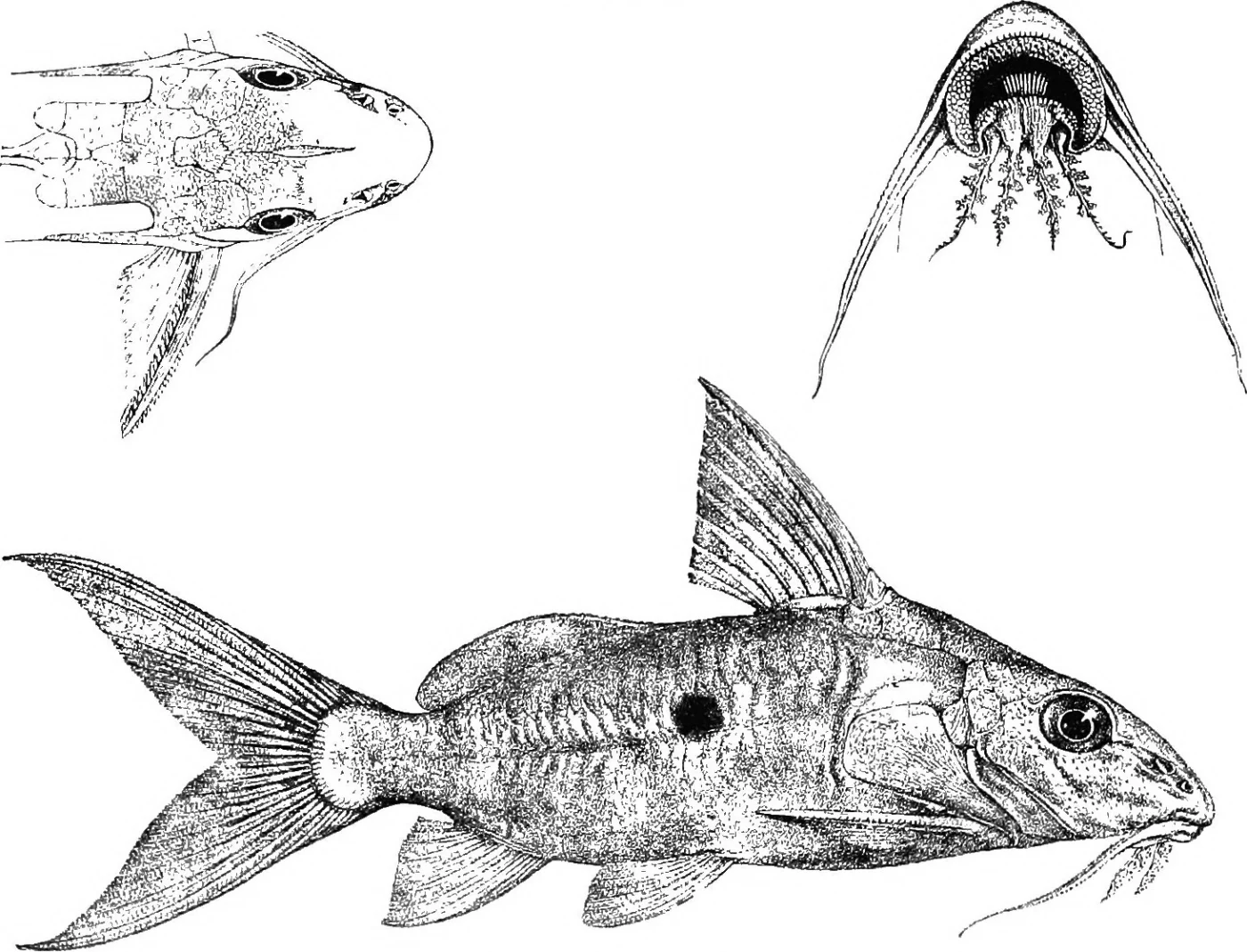 two spot synodontis