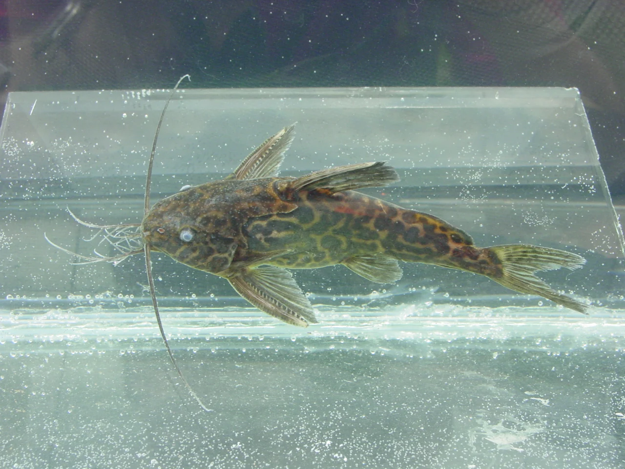 yellow marbled Synodontis