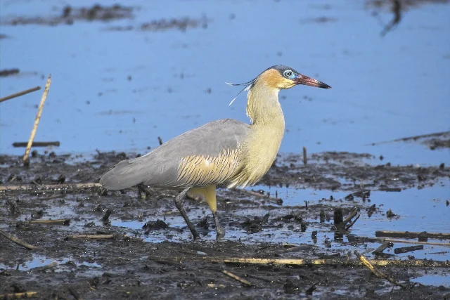 Whistling Heron