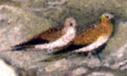 Tibetan Sandgrouse