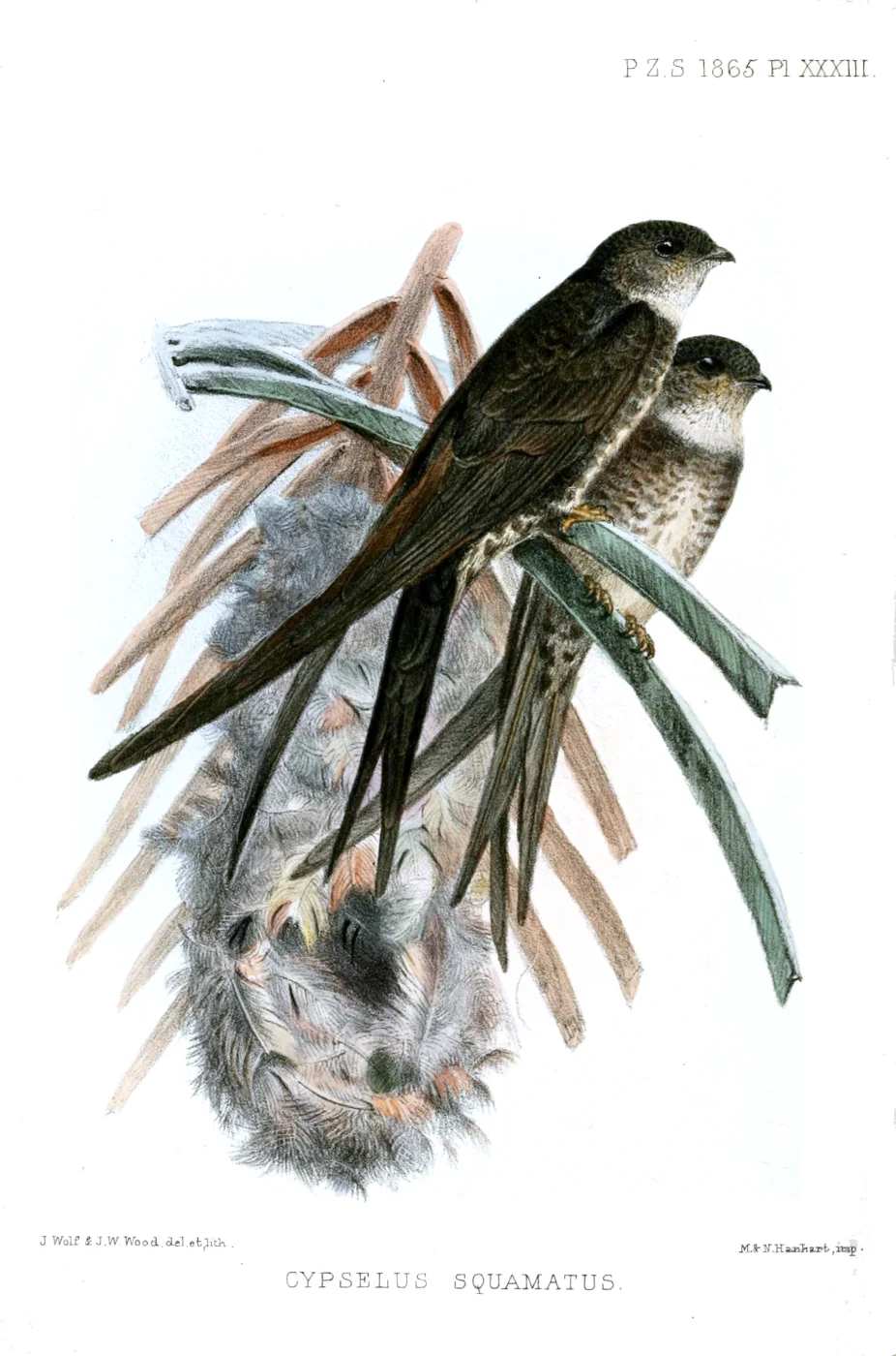Pygmy Palm Swift