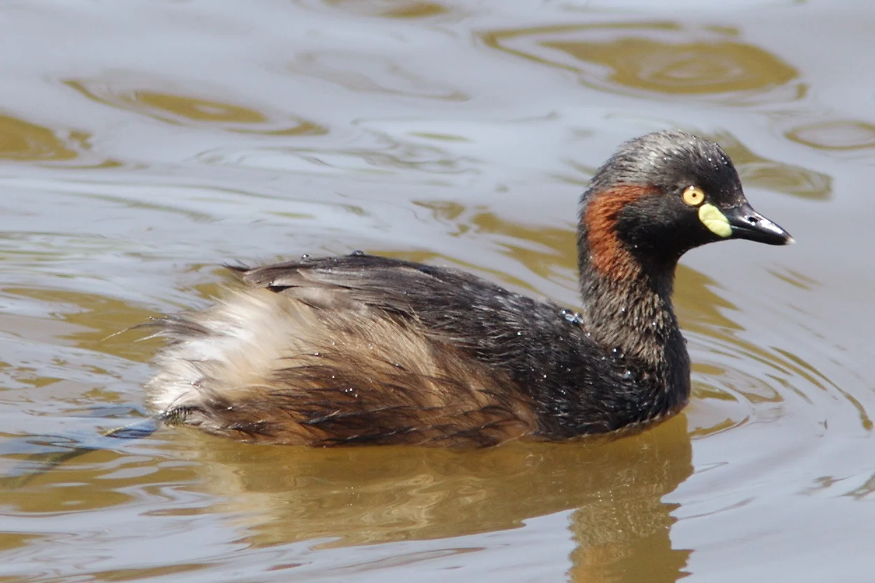 Australasian Dabchick