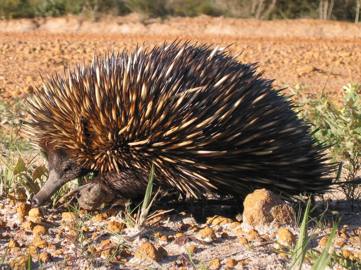 Australian Echidna