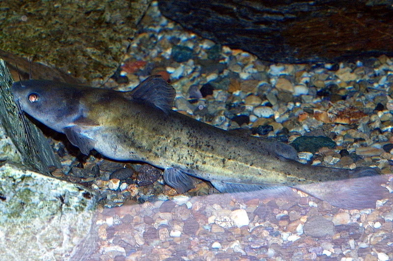 Tachysurus spilotus