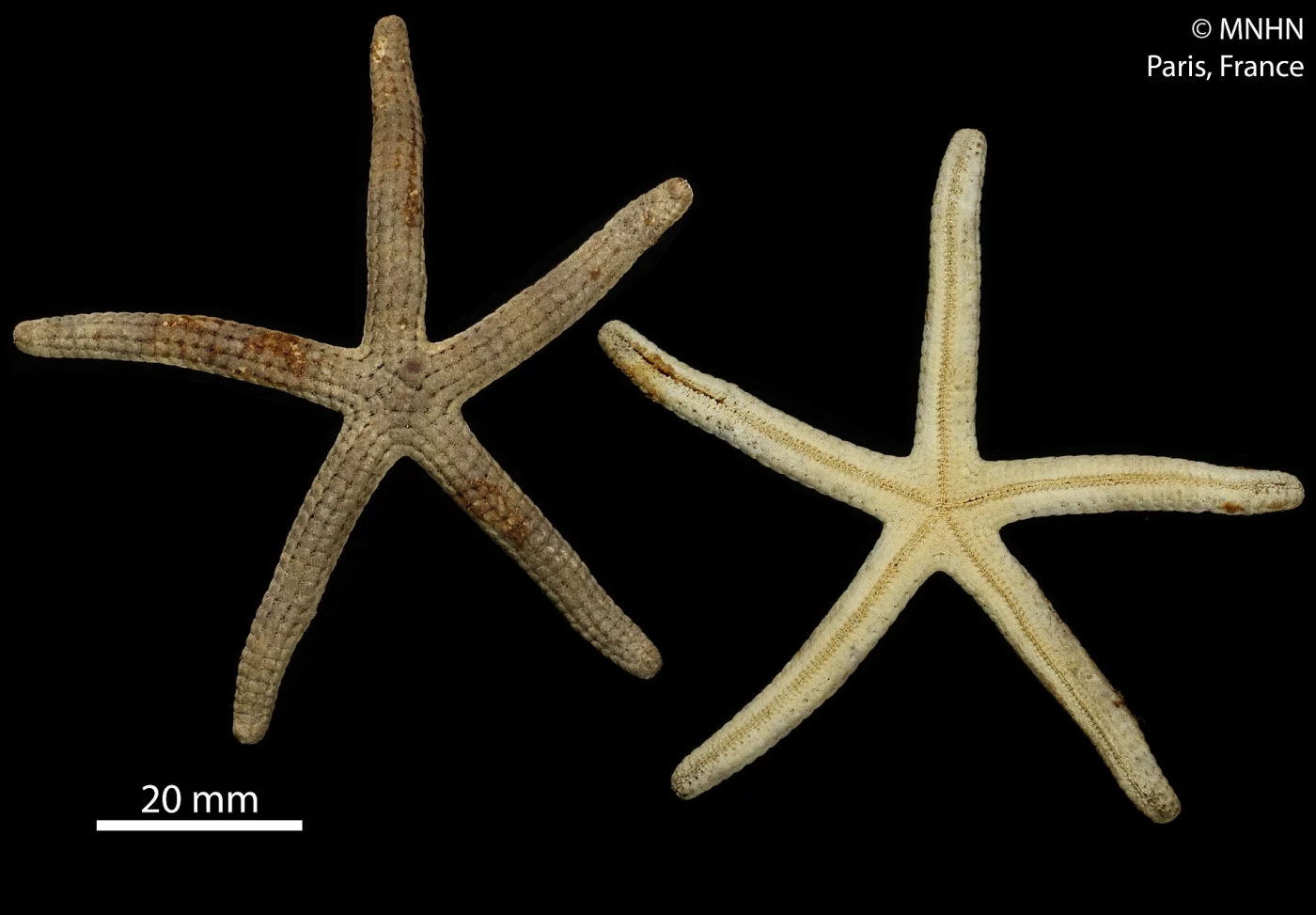Tamaria marmorata