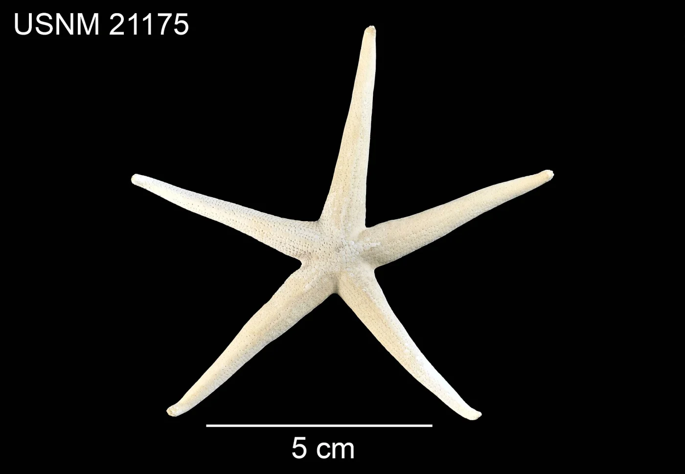 Tamaria scleroderma