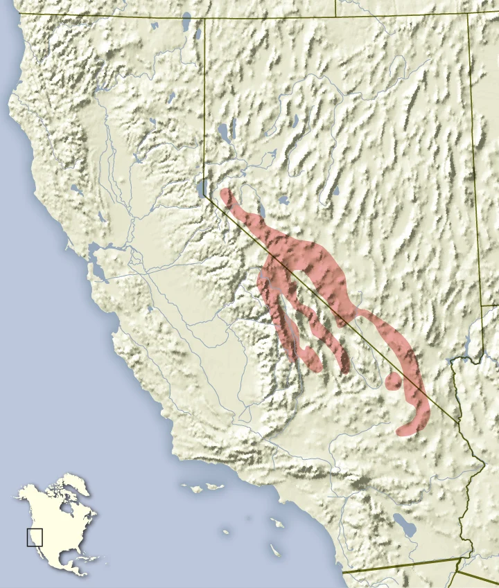 Ardilla listada de los Panamint