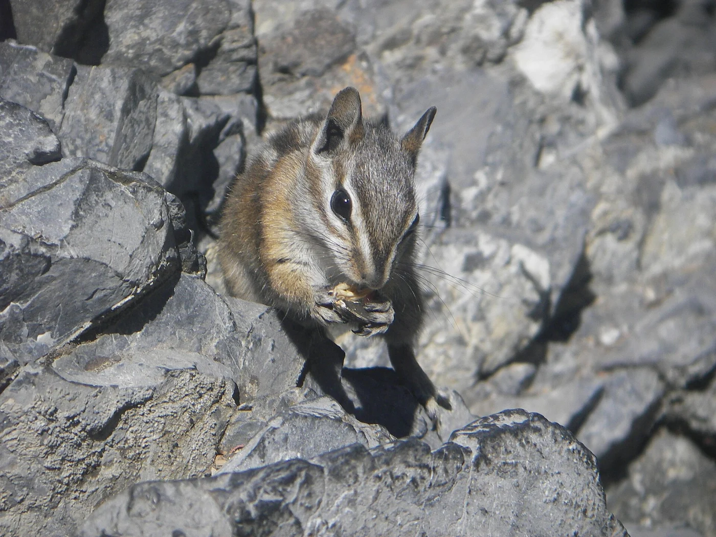 Ardilla listada de Colorado