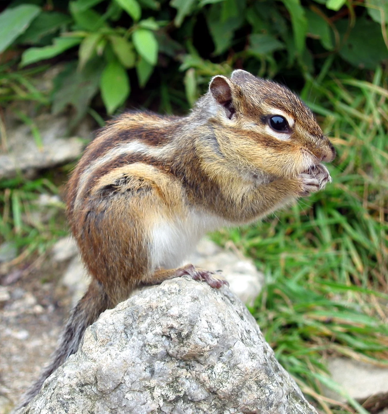 Ardilla listada de Siberia