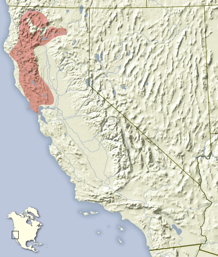 Ardilla listada de Sonoma