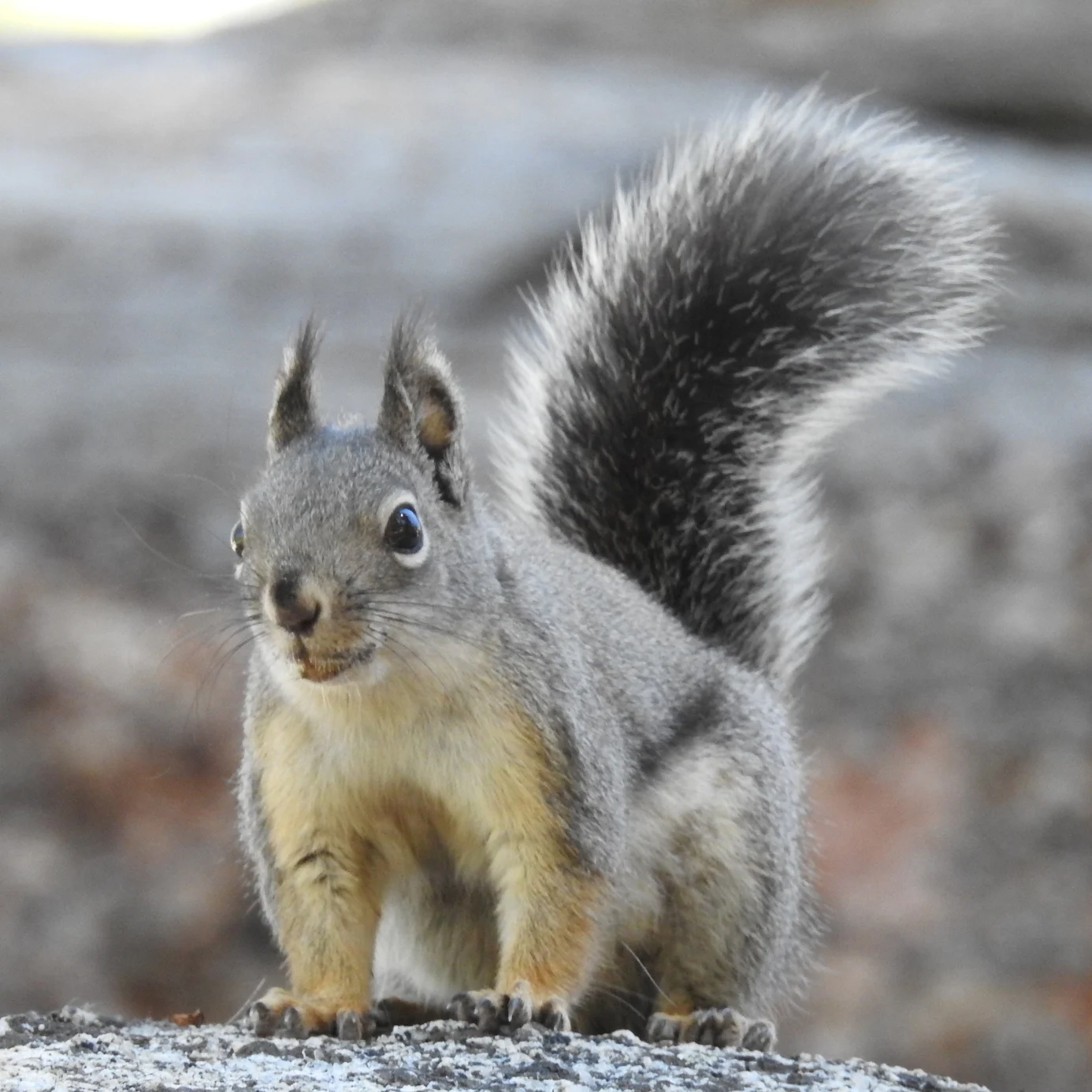 Mearns's Squirrel