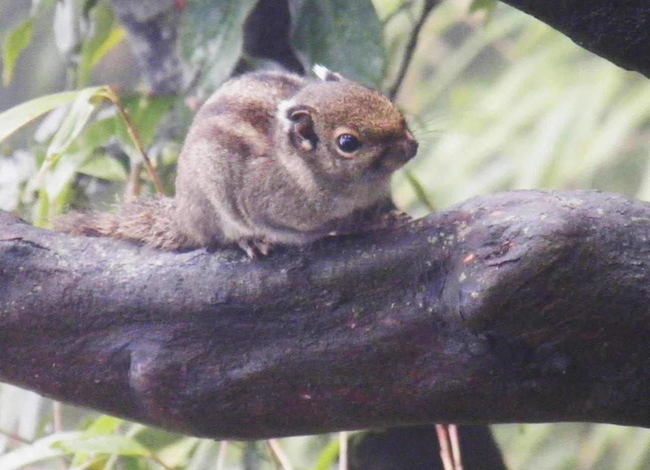Ardilla rayada maritima