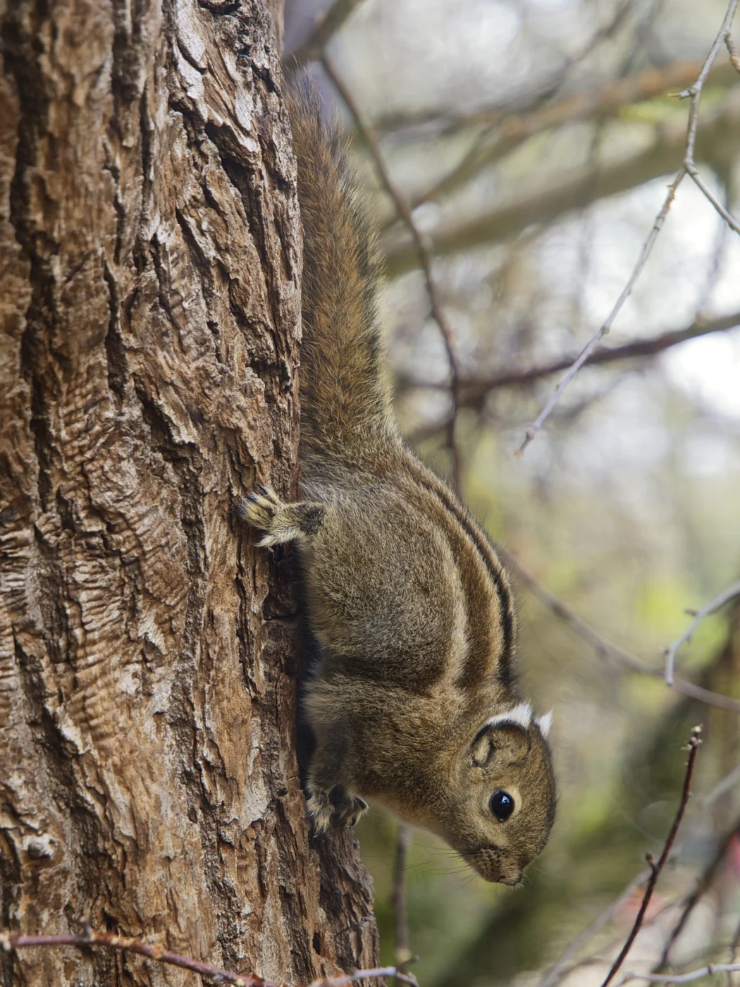Swinhoe's Striped Squirrel